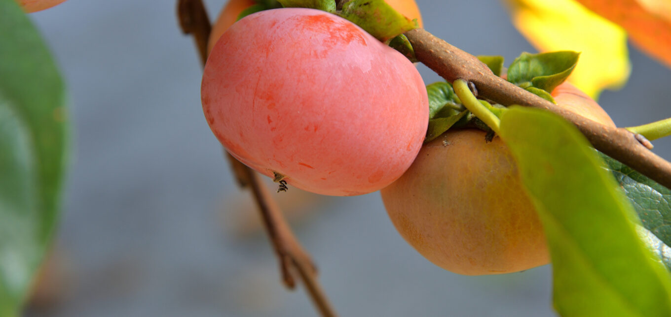 Growing Persimmon Trees in the South – Mother Earth News - Vimarsana News